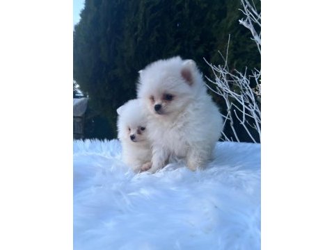 Sevimli pomeranian yavrular 