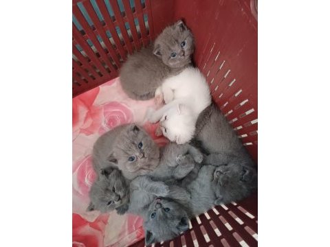 Kedilerim orijinaldir iletişime geçebilirsiniz