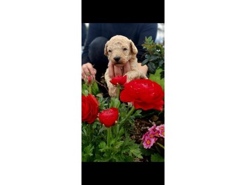 Toy poodle cinsi köpeklerim