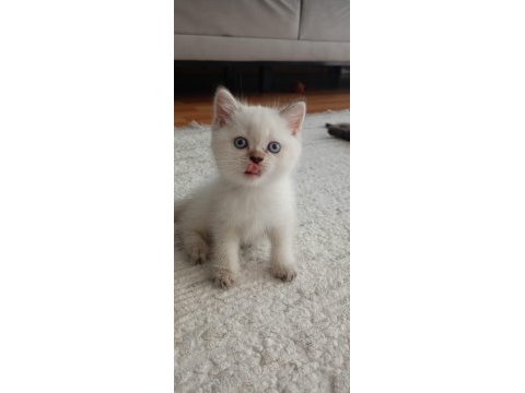 British shorthair yavrulara sıcak yuva