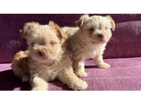Terrier yavrularımız sahiplendirilecekler