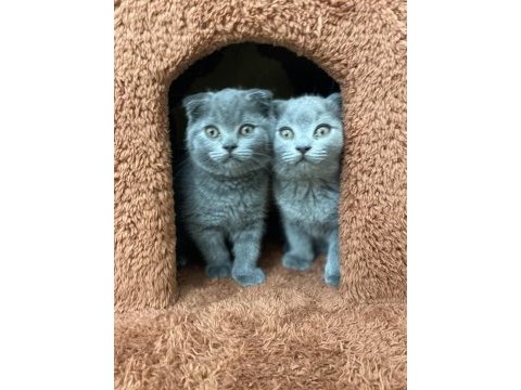 2 aylık scottish fold yavrular 1 dişi 1 erkek