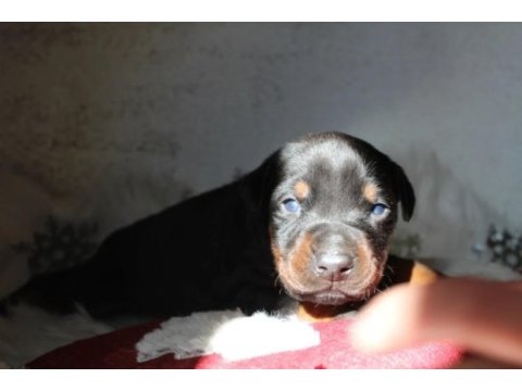 Doberman yavru köpekler