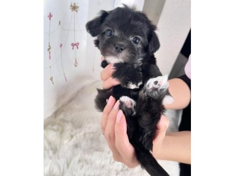 Black toy poodle çok uyguna