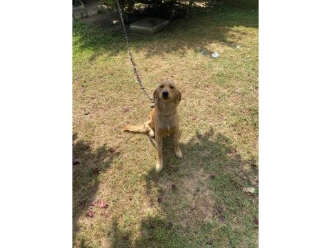 Sevecen 1 yaşında golden retriever kız