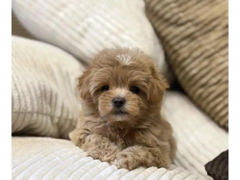 Çift renk özel kore maltipoo yavrular