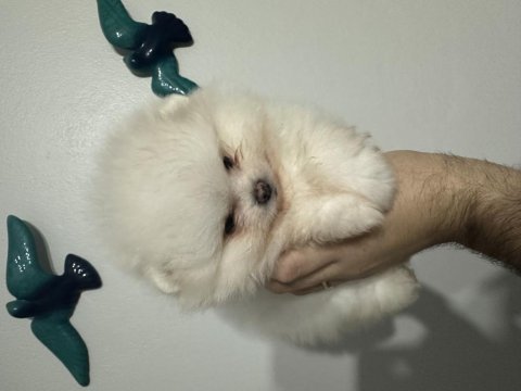 Pomeranian boo akıllı köpeğimiz
