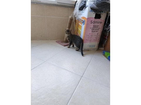 Anne british baba tekir kedimiz tekire benziyor