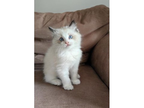 Secereli ragdoll yavrular