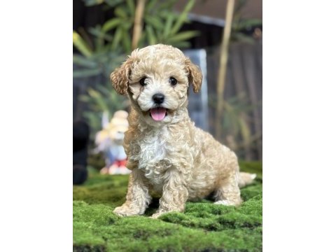2 aylık erkek dişi toy poodle yavrular
