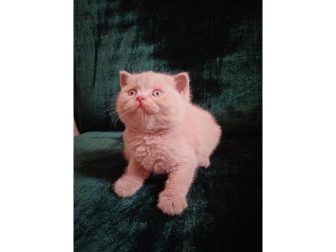 Safkan fawn british shorthair erkek