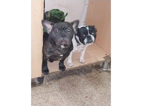 Damızlık french bulldog yavrularımız