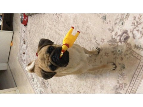 Pug mops yavru