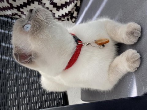 Scottish fold dişi 2 yaşında