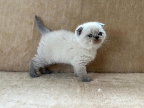 Eşsiz güzellikte point scottish fold