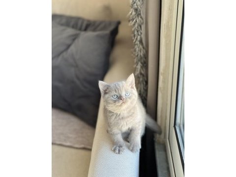 Lilac teslime hazır british shorthair yavrum