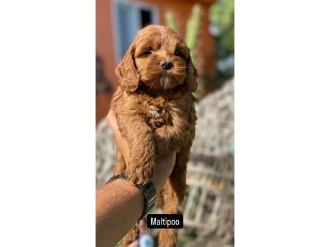 Teslime hazır maltipoo bebekler