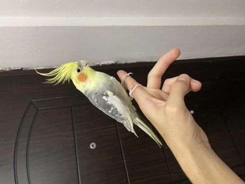 Evcil erkek sultan papağanı