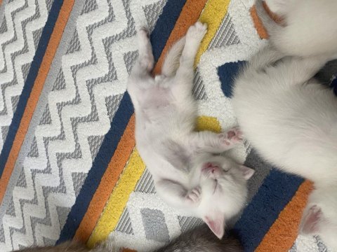 Yavru british shorthair kediler