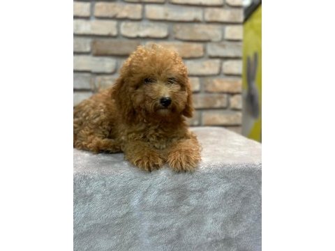 Toy poodle yavrumuz 5 aylık dişi