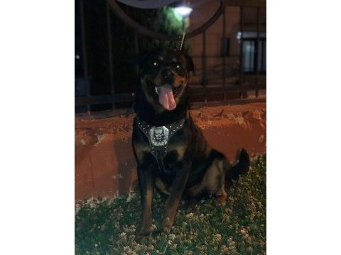 Rottweiler bebekler