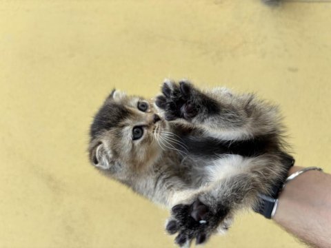 2 aylık scottish fold yavrular