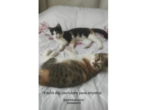 4 aylık dişi kedimiz