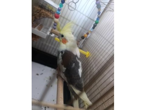 3 aylık melodik ötüşlü sultan papağanı