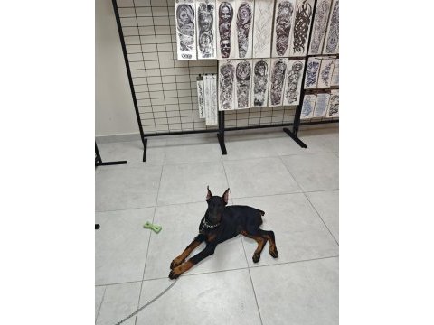 120 günlük safkan dişi doberman
