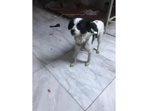 Ücretsiz sahiplendirme kokoni cinsi köpeğimiz