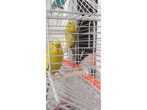 Yeni genç muhabbet kuşu set