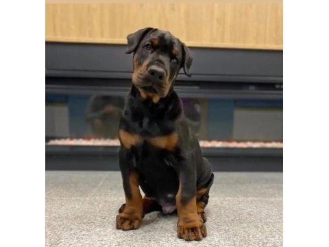 İyisi değil en iyisi doberman kapıda ödeme mevcuttur