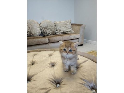 British shorthair yavrular