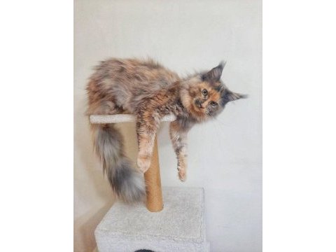 Dişi maine coon