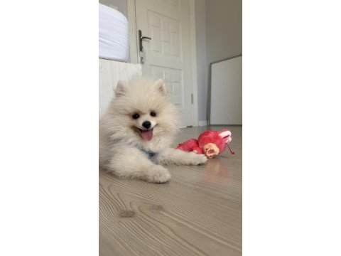 3 aylık erkek pomeranian yavrumuz sahiplendirilecektir