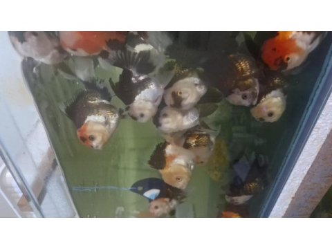 Oranda balıkları