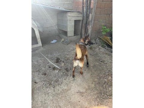 Belçika kurdu köpeğimiz