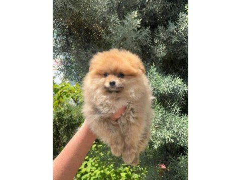 A kalite pomeranian bebeklerim