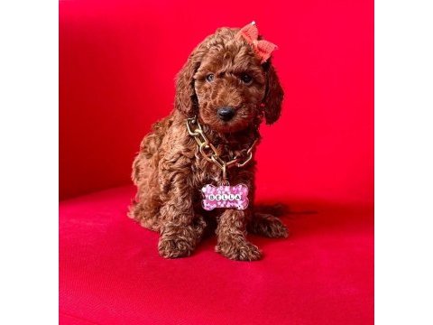 Sevimli toy poodle yavrularımız