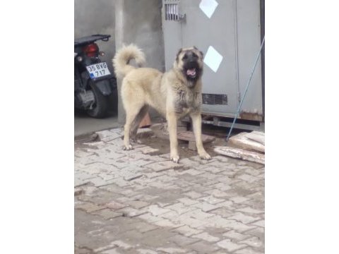 Karabaş kurtboğan ırkı
