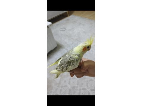 Ele alışık evcil sultan papağanı yavruları 1.5 2aylık