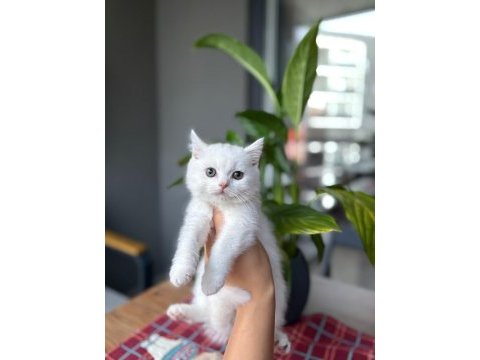 Beyaz brıtısh shorthair yavrularım 