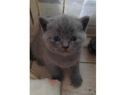 Scottish fold british shorthair yavrular