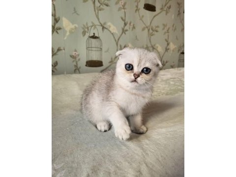 Scottish fold silver point