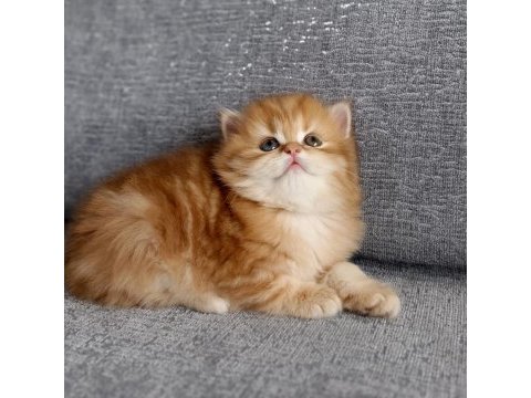 British longhair golden erkek