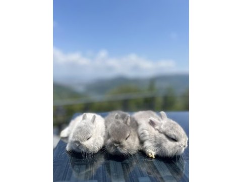 Cüce tavşan yavrularımız