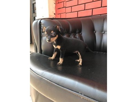 Minyatür pinscher bebekler