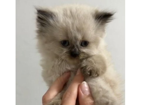 Özel bir yavru himalayan kedisi