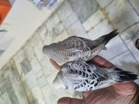 Ele alıştırmalık yeme alışık yeni muhabbet yavrular