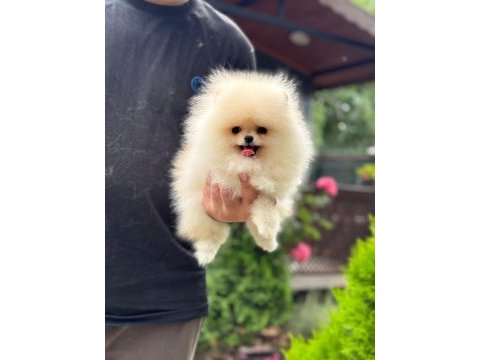 Pomeranian boo 
